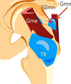 A brief look at hip anatomy