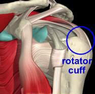 Location of the Rotator Cuff in human's body