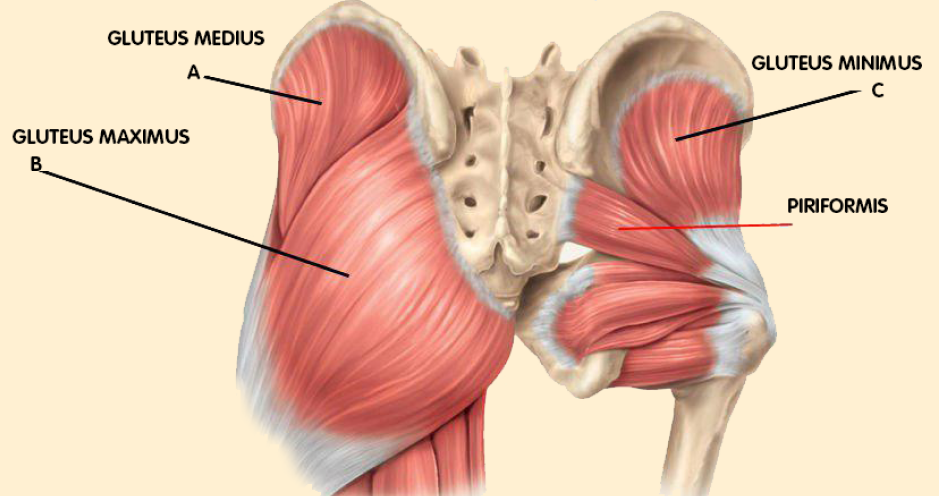 Gluteus Maximus Pain  What It Is, Pain Pattern, Symptoms, & Relief