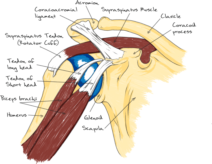 Getting to the Source of Shoulder Pain