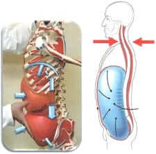 Dynamic Neuromuscular Stabilization (DNS) treatment in New York