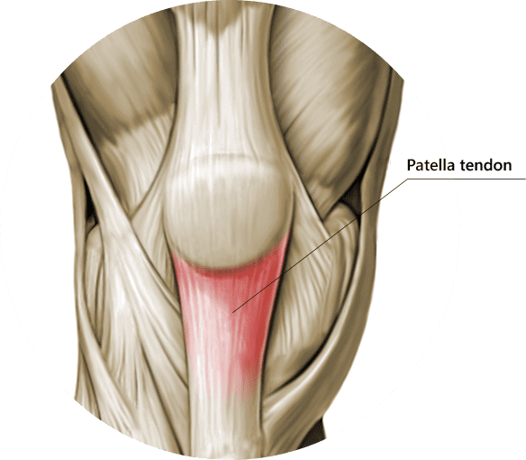 What Is The Patellar Tendon