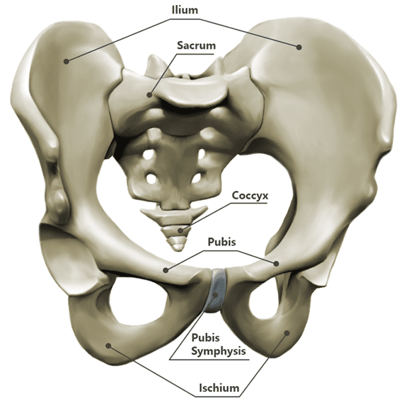 Pelvic Floor Dysfunction And Chronic Pelvic Pain Treatment Nyc