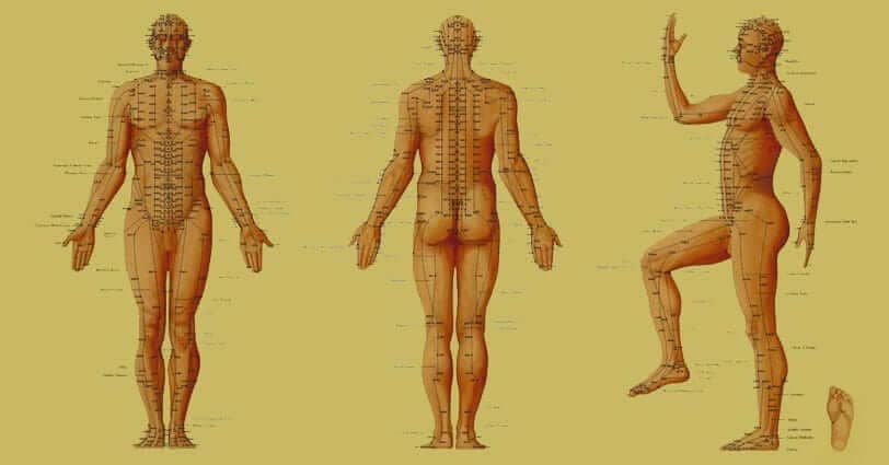 meridians of a human body