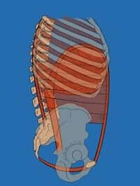 Abdominal canister in normal condition (no diastasis recti)