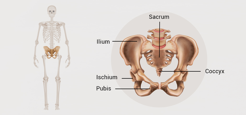 The Importance of Pelvic Health