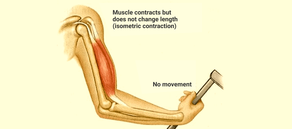 How Does Isometric Contraction Occur