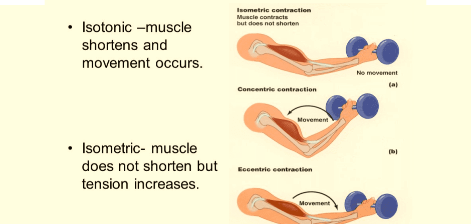 bob hoffman functional isometric contraction system pdf