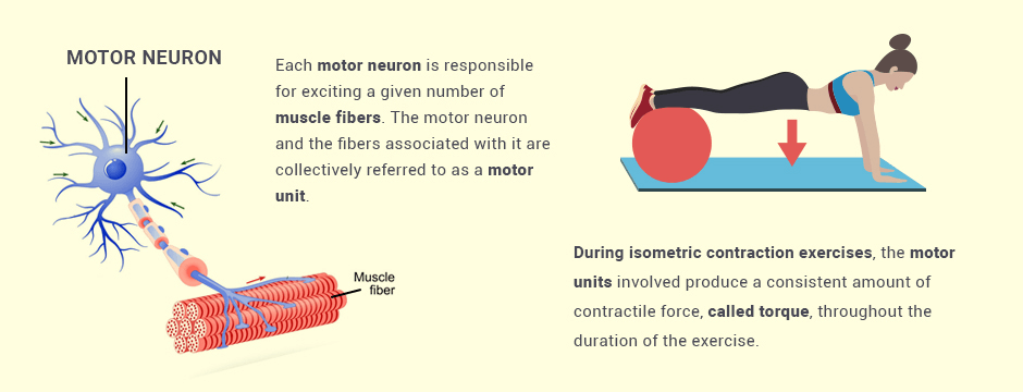 Isometric contraction benefits new arrivals