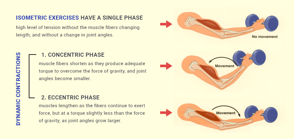 Dynamic vs Isometric Muscle Contraction