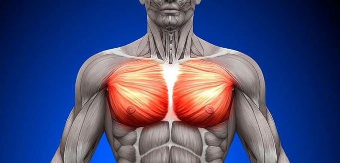 Chest Muscles - Pectoralis Major and Minor - Anatomy Muscles iso