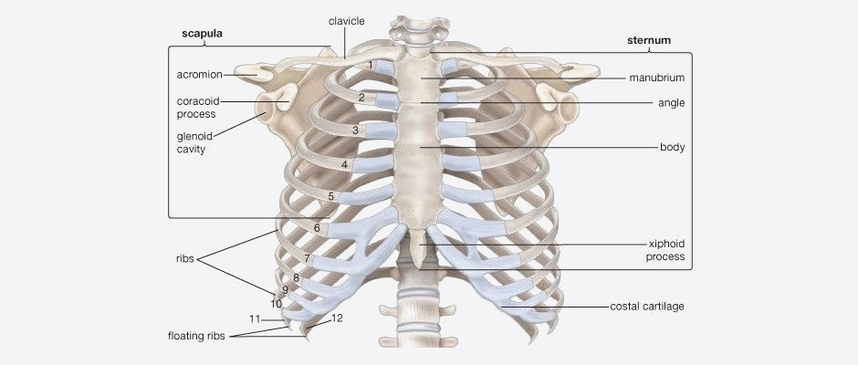 Getting To The Bottom Of Rib Cage Pain Nydnrehab Com