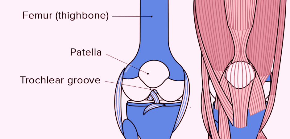 The-Anatomy-of-the-Knee-Joint-1