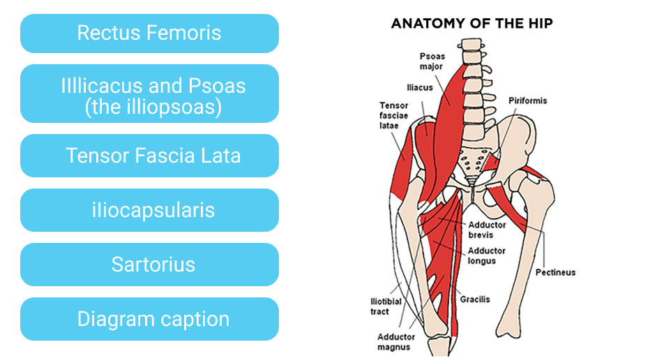 Healing And Rehabbing Hip Flexor Tendinosis 5352