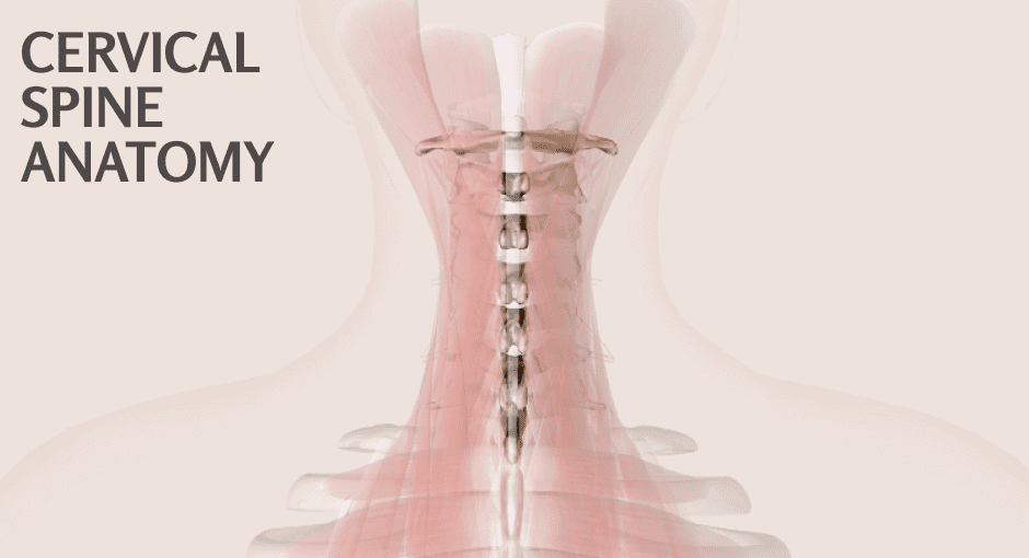 Normal cervical neck curve