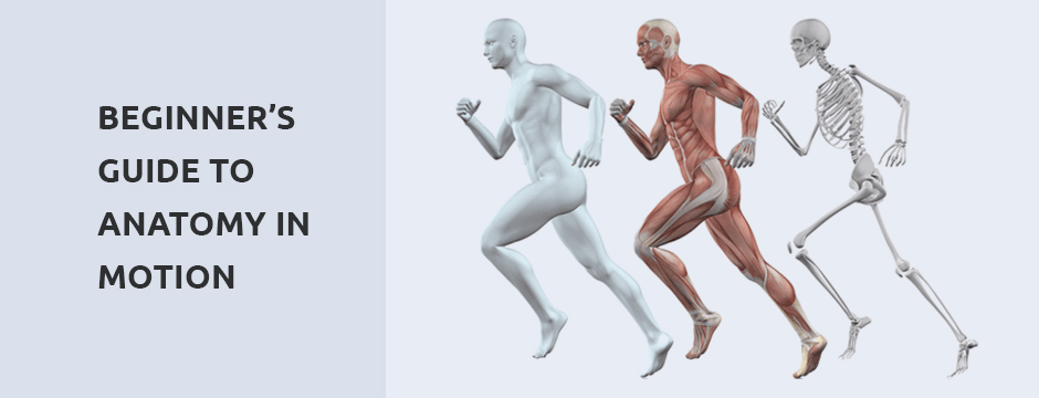 Beginner’s Guide to Anatomy in Motion