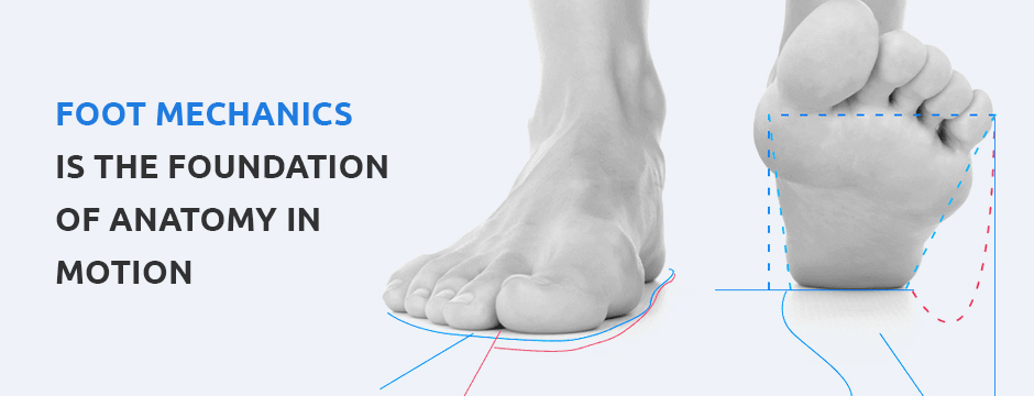 Anatomy Lesson: The Legs, Our Base for Support & Motion - Goodwin