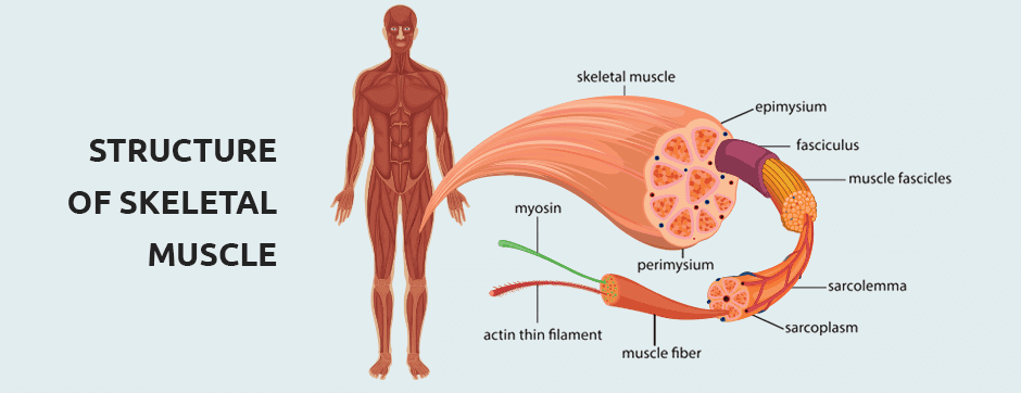 Muscle Architecture And Recruitment In Injury Rehab Nydnrehab Com