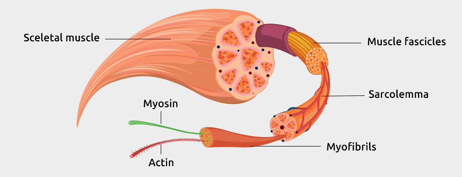 What Causes Muscle Hypertrophy?