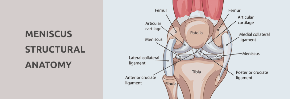 Meniscus Structural Anatomy
