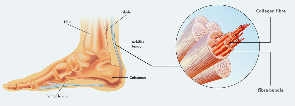 Fundamentals of Tendon Anatomy