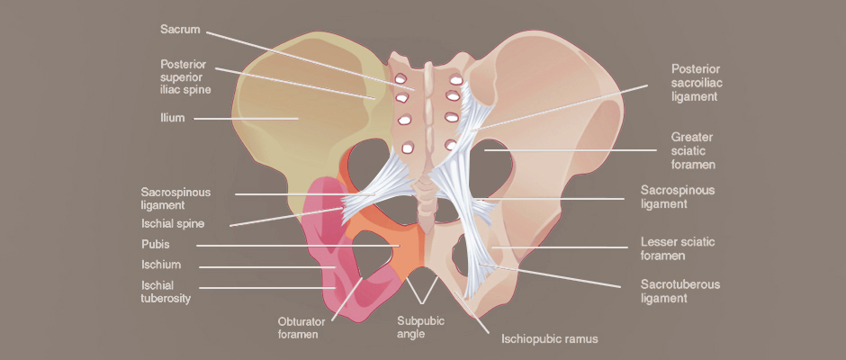 Pelvic Girdle Labeling Diagram