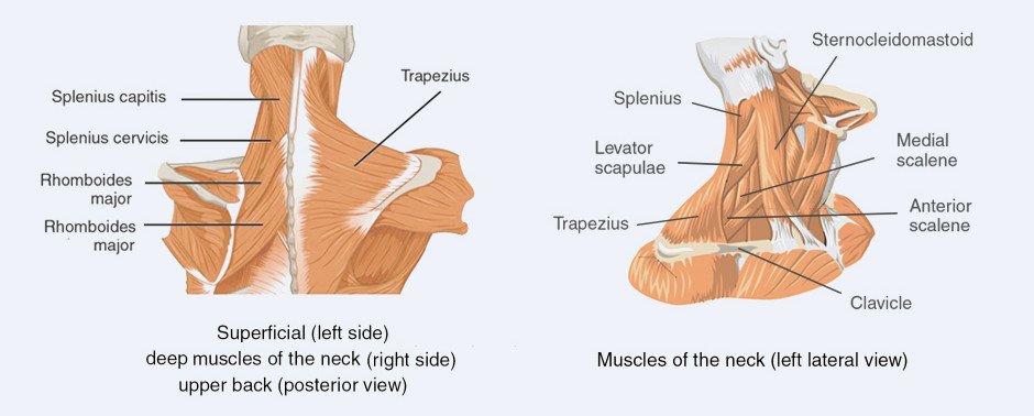 Muscles of the Upper Back and Neck