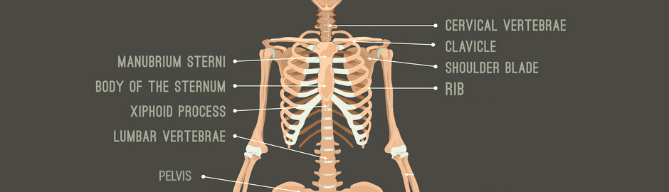 Thorax Anatomy and Function