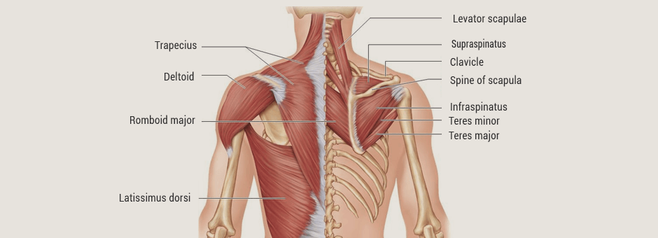 Increasing Thoracic Mobility and Stability