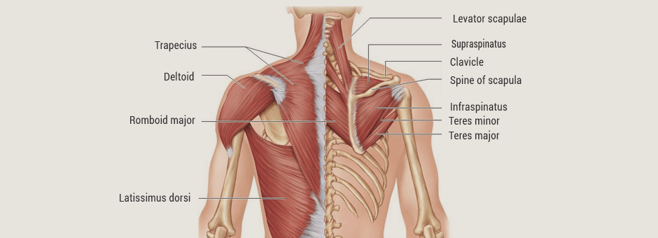 Improve Your Thoracic Mobility and Stability for Better Performance 