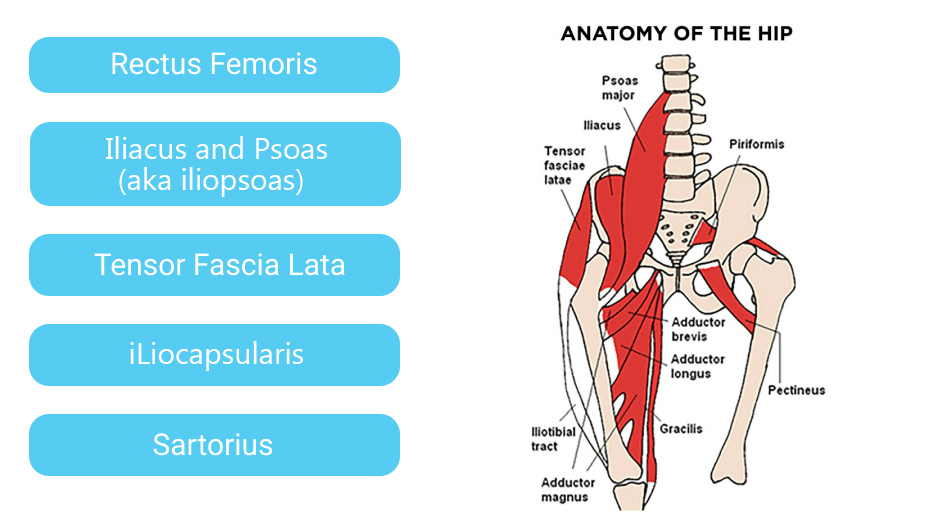Hip Flexor Anatomy