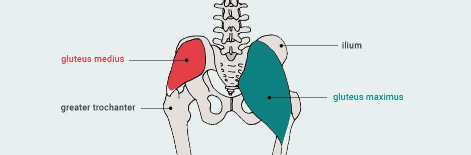 Location and Function of the Gluteus Medius