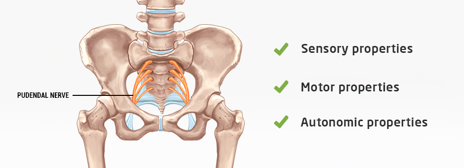 About the Pudendal Nerve