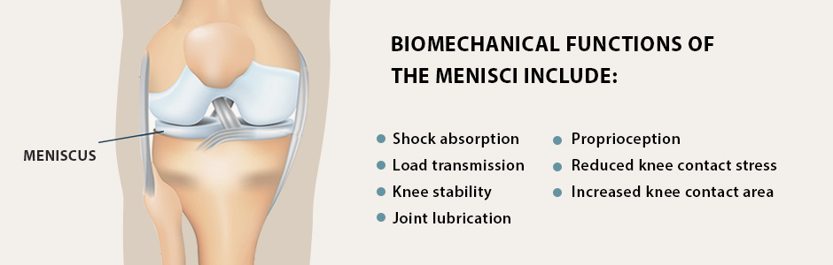 What is the Meniscus and What Does it Do?