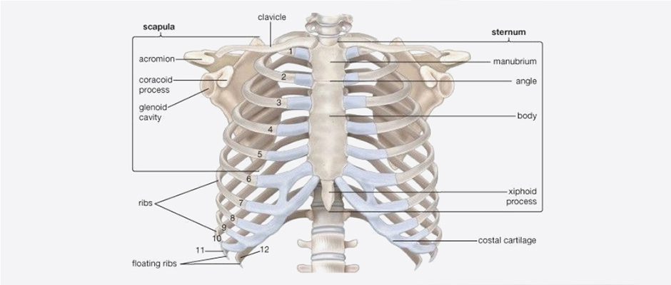 Pain under left rib cage: What you need to know