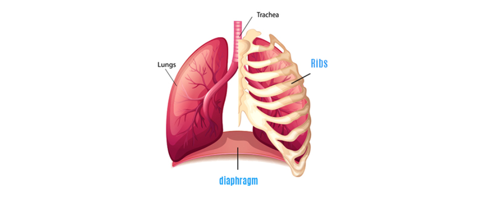 21 Best Rib pain ideas  rib pain, trigger points, pain