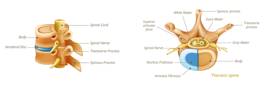 Grading System for cervical intervertebral disc degeneration