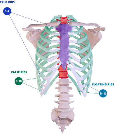 Female rib cages tend to be longer and more narrow, while male